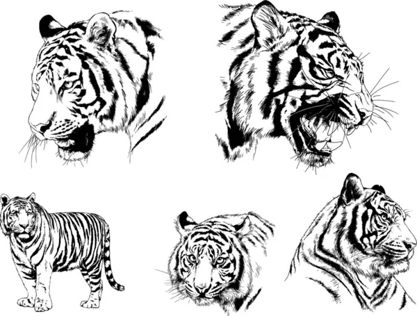 Dessins Vectoriels Esquisse Différents Prédateurs Tigres Lions Guépards Léopards Sont — Image vectorielle