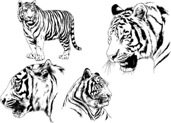 Dessins Vectoriels Esquisse Différents Prédateurs Tigres Lions Guépards Léopards Sont — Image vectorielle