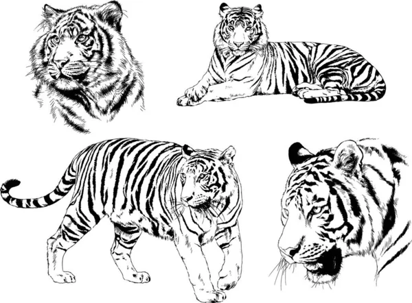 Dibujos Vectoriales Bocetos Diferentes Depredadores Tigres Leones Guepardos Leopardos Dibujan — Archivo Imágenes Vectoriales