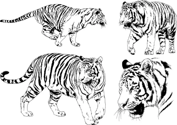 Dibujos Vectoriales Bocetos Diferentes Depredadores Tigres Leones Guepardos Leopardos Dibujan — Vector de stock