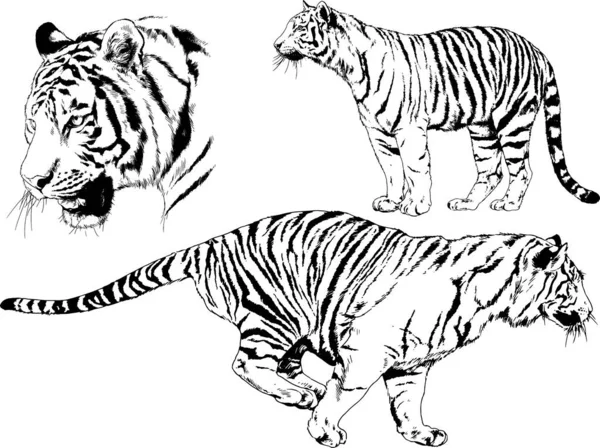 Dibujos Vectoriales Bocetos Diferentes Depredadores Tigres Leones Guepardos Leopardos Dibujan — Vector de stock