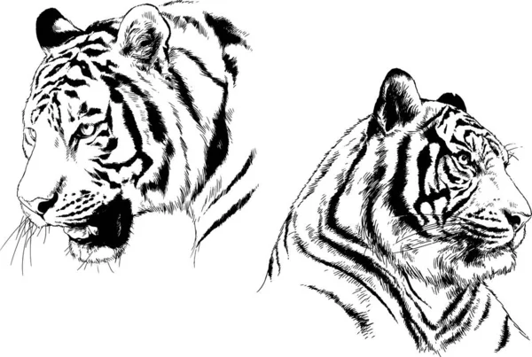 Dibujos Vectoriales Bocetos Diferentes Depredadores Tigres Leones Guepardos Leopardos Dibujan — Archivo Imágenes Vectoriales