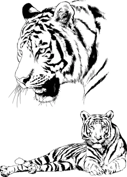 Dibujos Vectoriales Bocetos Diferentes Depredadores Tigres Leones Guepardos Leopardos Dibujan — Archivo Imágenes Vectoriales