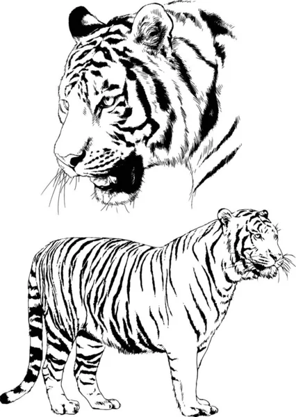 Vector Drawings Sketches Different Predator Tigers Lions Cheetahs Leopards Drawn — Stock Vector