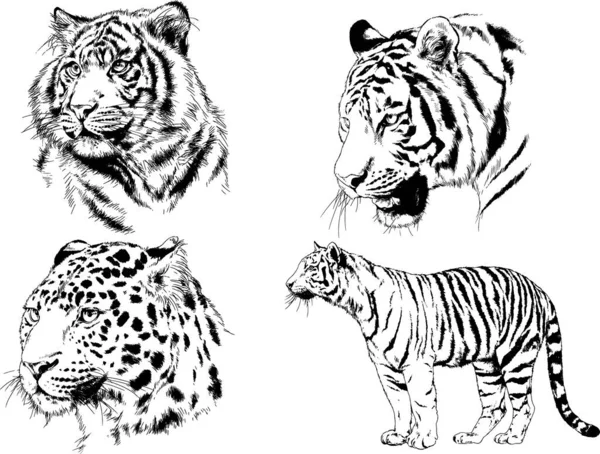 Desenhos Vetoriais Esboços Predador Diferente Leões Tigres Chitas Leopardos São —  Vetores de Stock