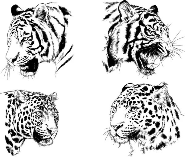 Desenhos Vetoriais Esboços Predador Diferente Leões Tigres Chitas Leopardos São — Vetor de Stock