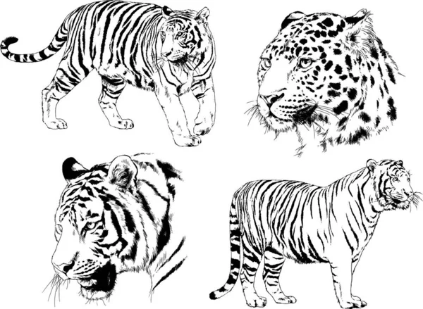 Dibujos Vectoriales Bocetos Diferentes Depredadores Tigres Leones Guepardos Leopardos Dibujan — Archivo Imágenes Vectoriales