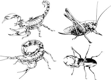 Vektör çizimleri farklı böcekler çizer. Akrepler, mürekkeple çizilen örümcekler, arka planı olmayan nesneler.