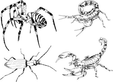 Vektör çizimleri farklı böcekler çizer. Akrepler, mürekkeple çizilen örümcekler, arka planı olmayan nesneler.