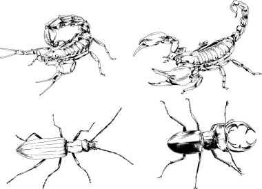 Vektör çizimleri farklı böcekler çizer. Akrepler, mürekkeple çizilen örümcekler, arka planı olmayan nesneler.