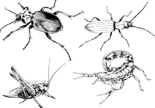 矢量绘图描绘了不同的昆虫昆虫蝎子蜘蛛用墨水手绘 没有背景的物体 — 图库矢量图片
