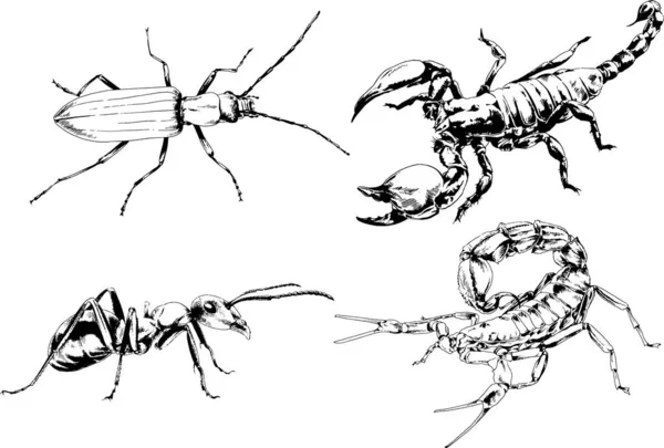 Desene Vectoriale Schițe Diferite Insecte Bug Uri Scorpioni Păianjeni Desenate — Vector de stoc