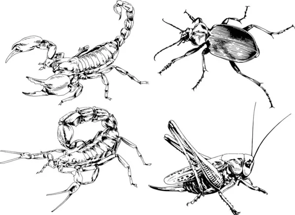 Disegni Vettoriali Schizzi Insetti Diversi Insetti Ragni Scorpioni Disegnati Mano — Vettoriale Stock