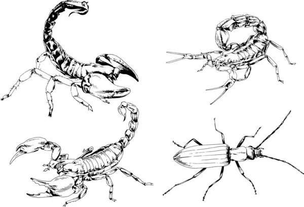 Gambar Vektor Sketsa Serangga Yang Berbeda Kalajengking Serangga Laba Laba - Stok Vektor