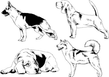 vektör çizim cins köpekler mürekkeple elle çizilmiş raflar içinde skeçler, arka plan ile obje