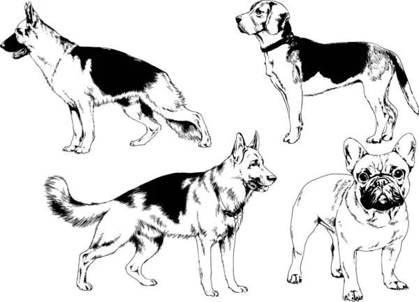 Dibujos Vectoriales Bocetos Pedigrí Perros Los Bastidores Dibujados Tinta Mano — Archivo Imágenes Vectoriales