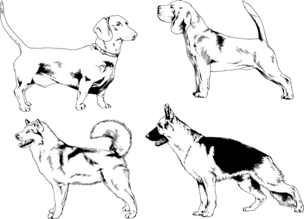 Dibujos Vectoriales Bocetos Pedigrí Perros Los Bastidores Dibujados Tinta Mano — Vector de stock