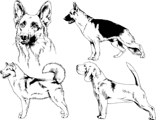 Desenhos Vetoriais Esboça Cães Pedigree Nas Prateleiras Desenhadas Tinta Mão —  Vetores de Stock