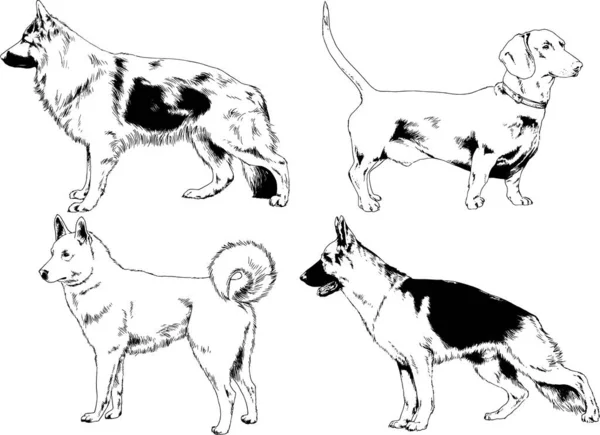 ベクター描画インクで手書きのラックの血統の犬をスケッチ 背景がないオブジェクト — ストックベクタ