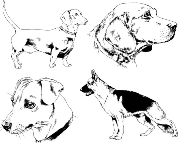 Desenhos Vetoriais Esboça Cães Pedigree Nas Prateleiras Desenhadas Tinta Mão — Vetor de Stock