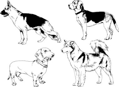 vektör çizim cins köpekler mürekkeple elle çizilmiş raflar içinde skeçler, arka plan ile obje