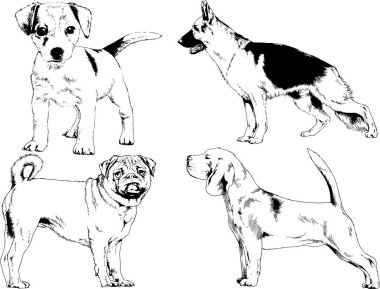 vektör çizim cins köpekler mürekkeple elle çizilmiş raflar içinde skeçler, arka plan ile obje