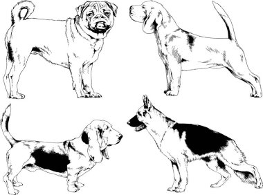 vektör çizim cins köpekler mürekkeple elle çizilmiş raflar içinde skeçler, arka plan ile obje