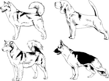 vektör çizim cins köpekler mürekkeple elle çizilmiş raflar içinde skeçler, arka plan ile obje