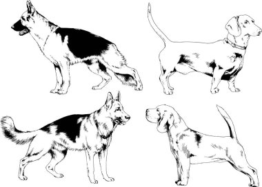 vektör çizim cins köpekler mürekkeple elle çizilmiş raflar içinde skeçler, arka plan ile obje