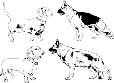 vektör çizim cins köpekler mürekkeple elle çizilmiş raflar içinde skeçler, arka plan ile obje