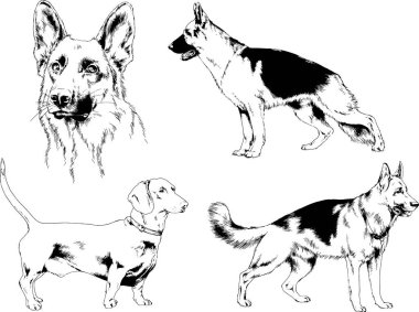 vektör çizim cins köpekler mürekkeple elle çizilmiş raflar içinde skeçler, arka plan ile obje