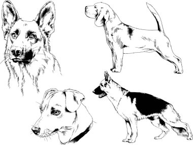 vektör çizim cins köpekler mürekkeple elle çizilmiş raflar içinde skeçler, arka plan ile obje