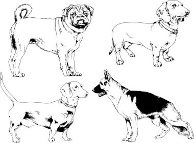 vektör çizim cins köpekler mürekkeple elle çizilmiş raflar içinde skeçler, arka plan ile obje