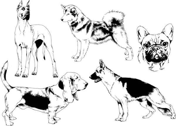 ベクター描画インクで手書きのラックの血統の犬をスケッチ 背景がないオブジェクト — ストックベクタ