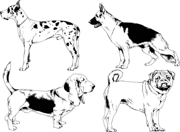 Desenhos Vetoriais Esboça Cães Pedigree Nas Prateleiras Desenhadas Tinta Mão —  Vetores de Stock