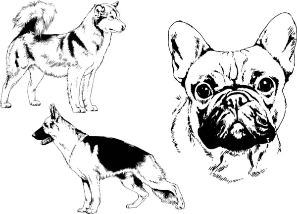 Dibujos Vectoriales Bocetos Pedigrí Perros Los Bastidores Dibujados Tinta Mano — Archivo Imágenes Vectoriales