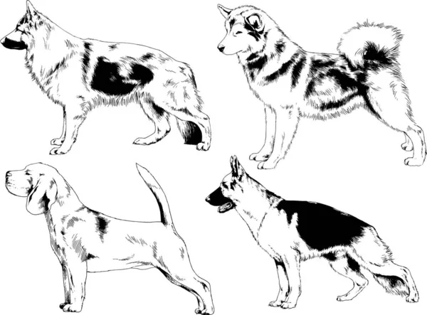 Dessins Vectoriels Croquis Chiens Pedigree Dans Les Supports Dessinés Encre — Image vectorielle