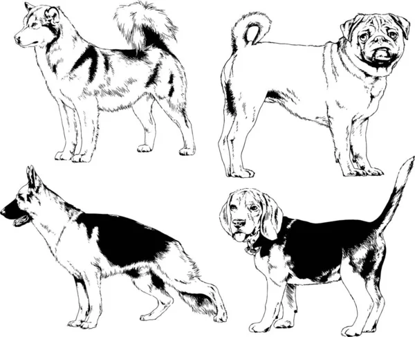 矢量绘图在用墨水绘制的衣架上的系谱犬 没有背景的对象 — 图库矢量图片