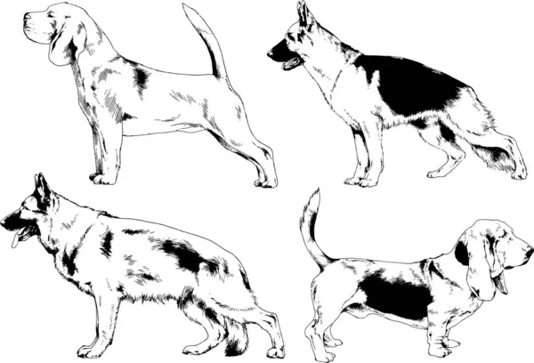 Dibujos Vectoriales Bocetos Pedigrí Perros Los Bastidores Dibujados Tinta Mano — Archivo Imágenes Vectoriales