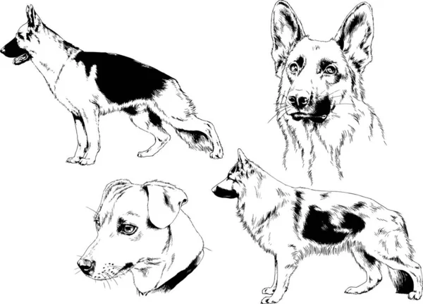 Dibujos Vectoriales Bocetos Pedigrí Perros Los Bastidores Dibujados Tinta Mano — Vector de stock