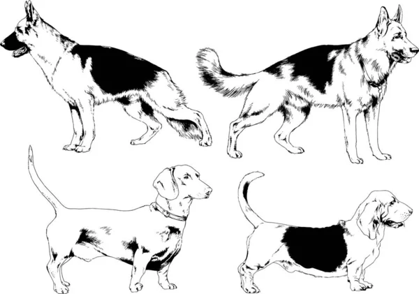 Dibujos Vectoriales Bocetos Pedigrí Perros Los Bastidores Dibujados Tinta Mano — Archivo Imágenes Vectoriales