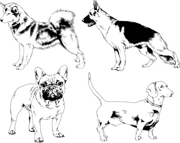 Dessins Vectoriels Croquis Chiens Pedigree Dans Les Supports Dessinés Encre — Image vectorielle