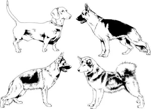 Desenhos Vetoriais Esboça Cães Pedigree Nas Prateleiras Desenhadas Tinta Mão —  Vetores de Stock