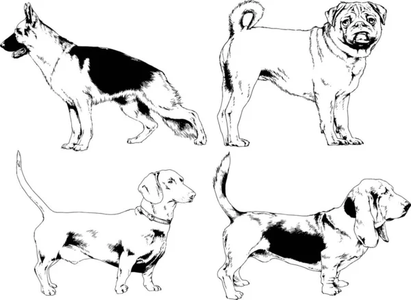 Dessins Vectoriels Croquis Chiens Pedigree Dans Les Supports Dessinés Encre — Image vectorielle