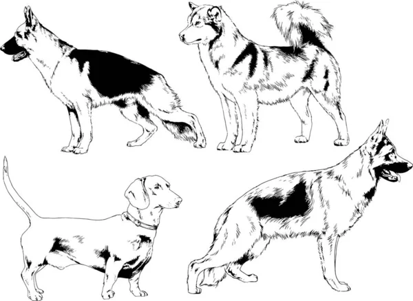 矢量绘图在用墨水绘制的衣架上的系谱犬 没有背景的对象 — 图库矢量图片