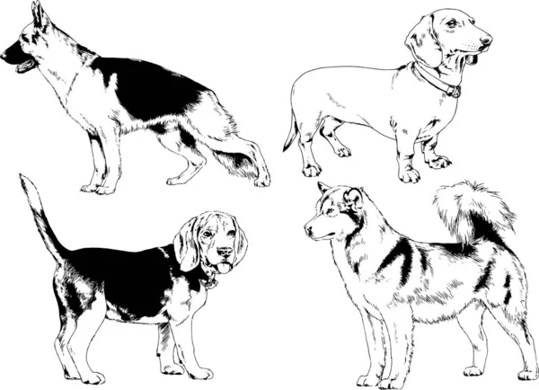 Vector Drawings Sketches Pedigree Dogs Racks Drawn Ink Hand Objects — Stock Vector