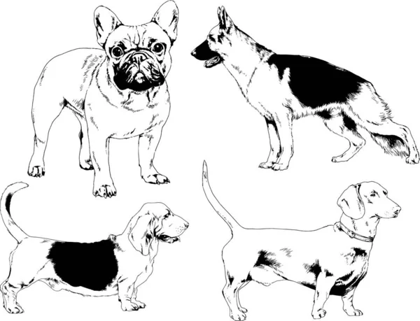 ベクター描画インクで手書きのラックの血統の犬をスケッチ 背景がないオブジェクト — ストックベクタ