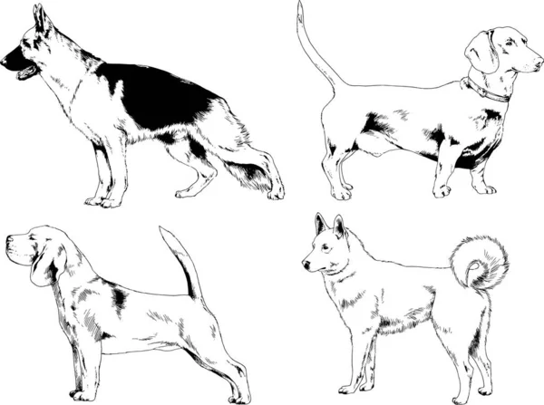 ベクター描画インクで手書きのラックの血統の犬をスケッチ 背景がないオブジェクト — ストックベクタ