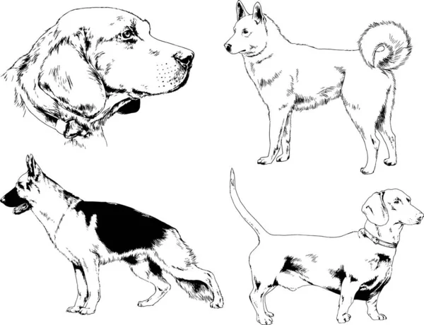 Disegni Vettoriali Schizzi Cani Pedigree Nei Rack Disegnati Inchiostro Mano — Vettoriale Stock