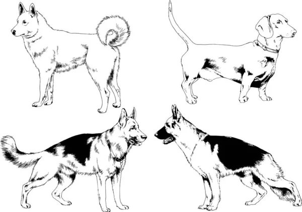 Dibujos Vectoriales Bocetos Pedigrí Perros Los Bastidores Dibujados Tinta Mano — Archivo Imágenes Vectoriales